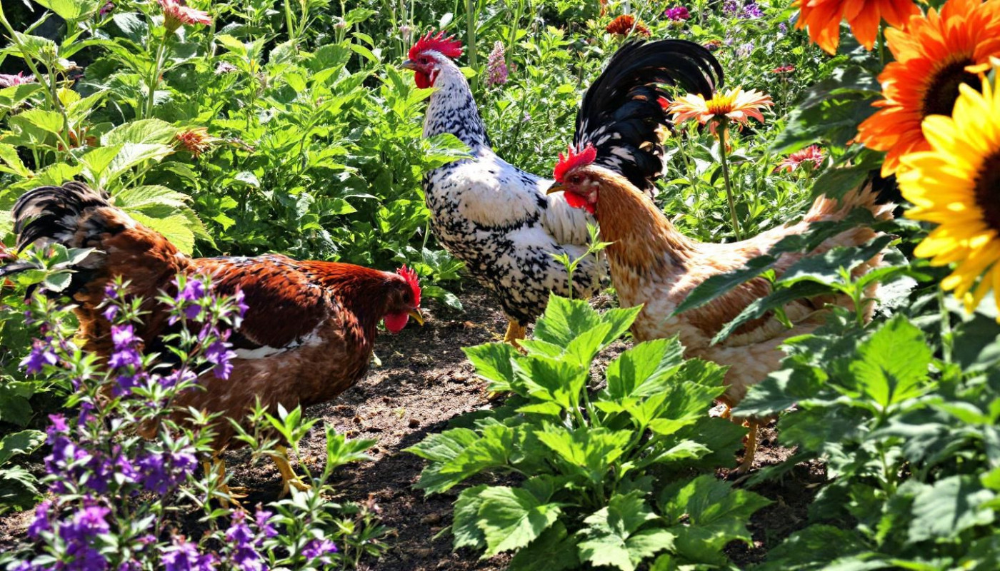 Adopter des poules pour un jardin plus écologique